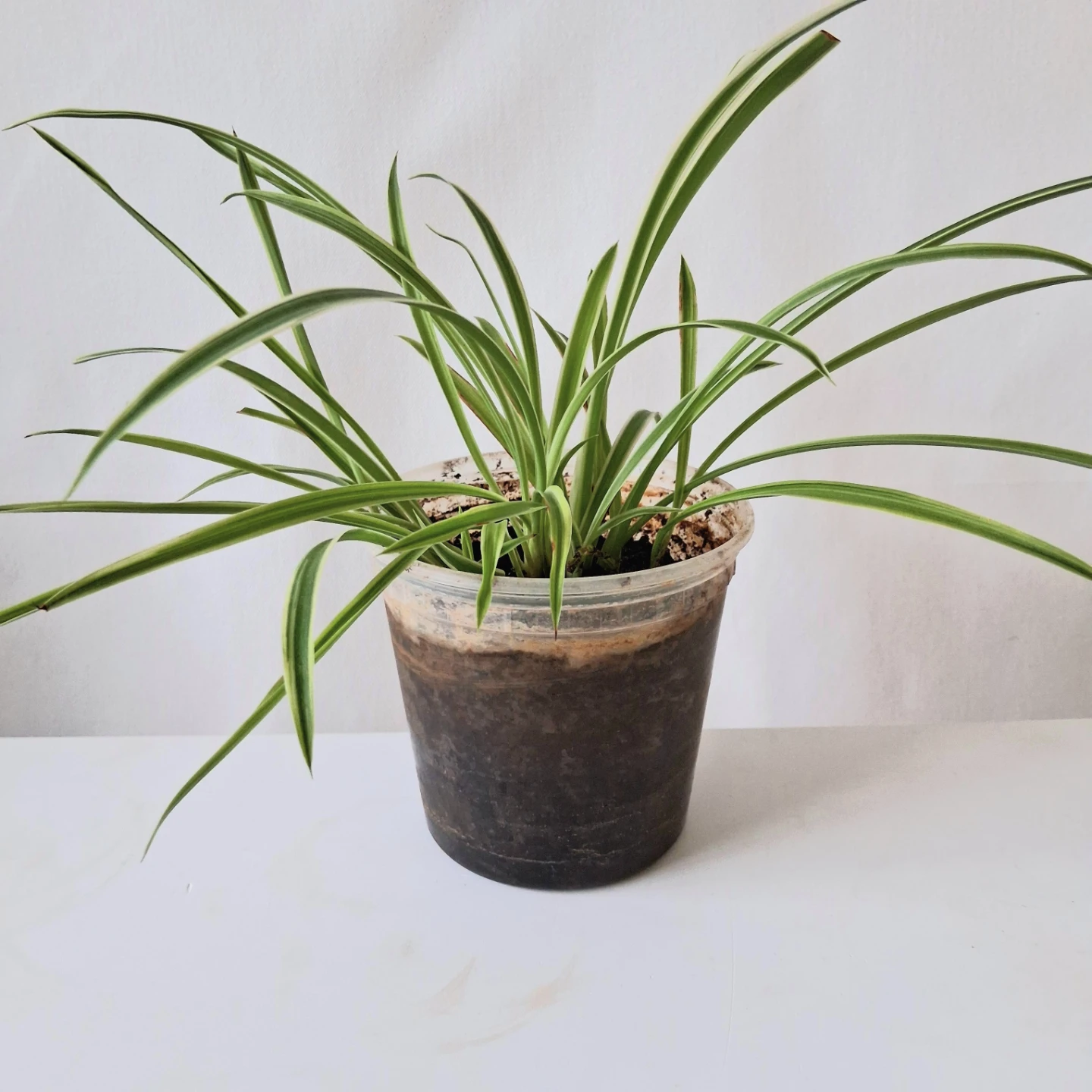 🌱 Spider Plant 🌻 - photo 3