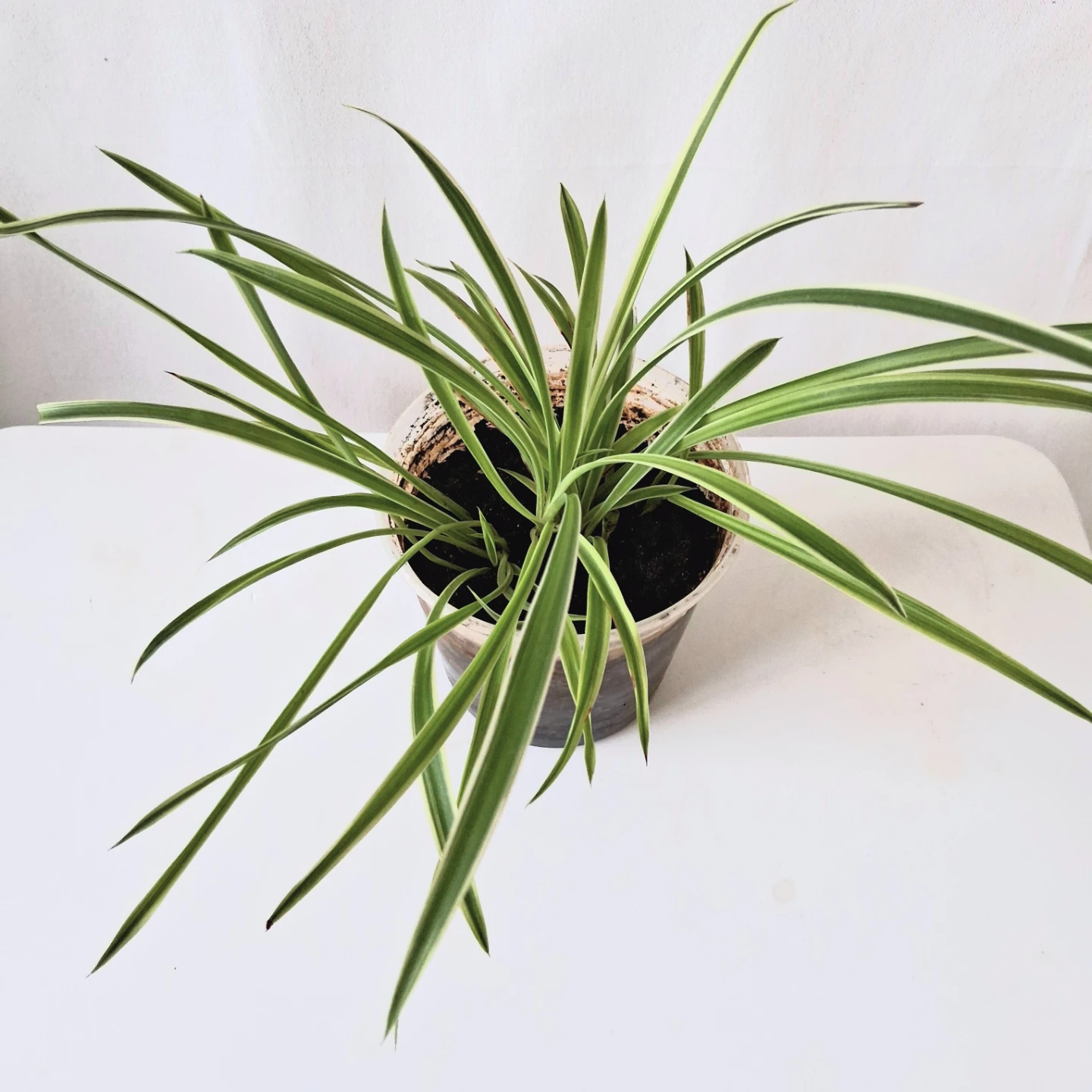 🌱 Spider Plant 🌻 - photo 4