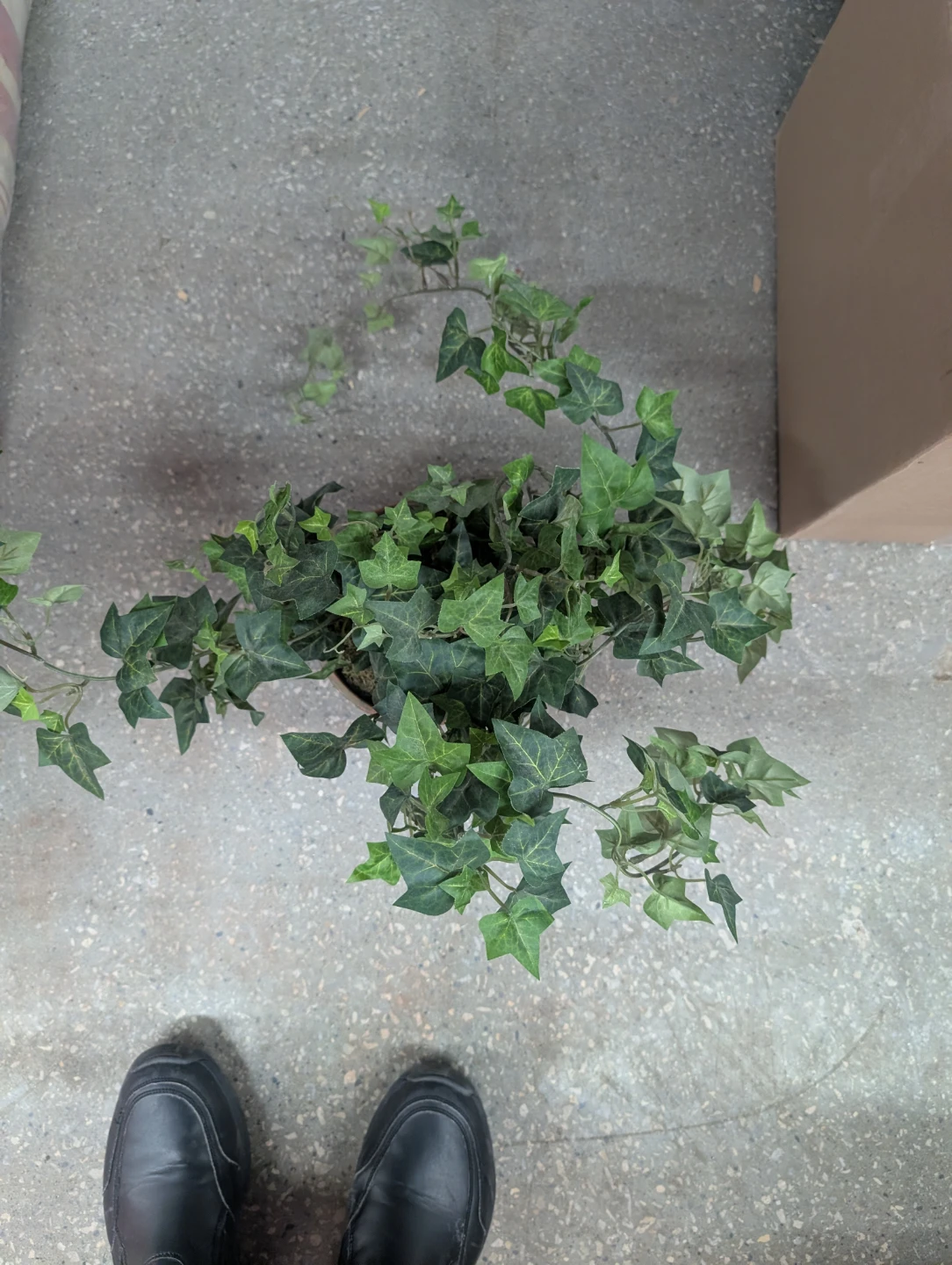 Artificial Ivy Plant in Terracotta Pot