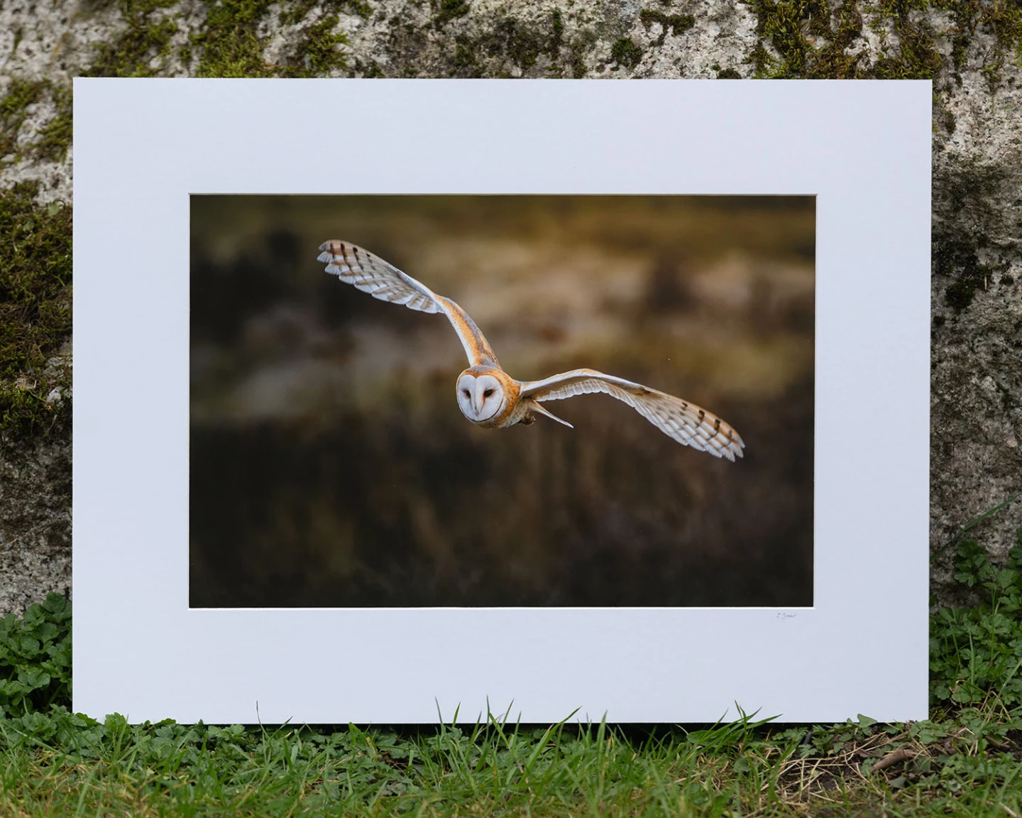 Barn owl photo | wall art