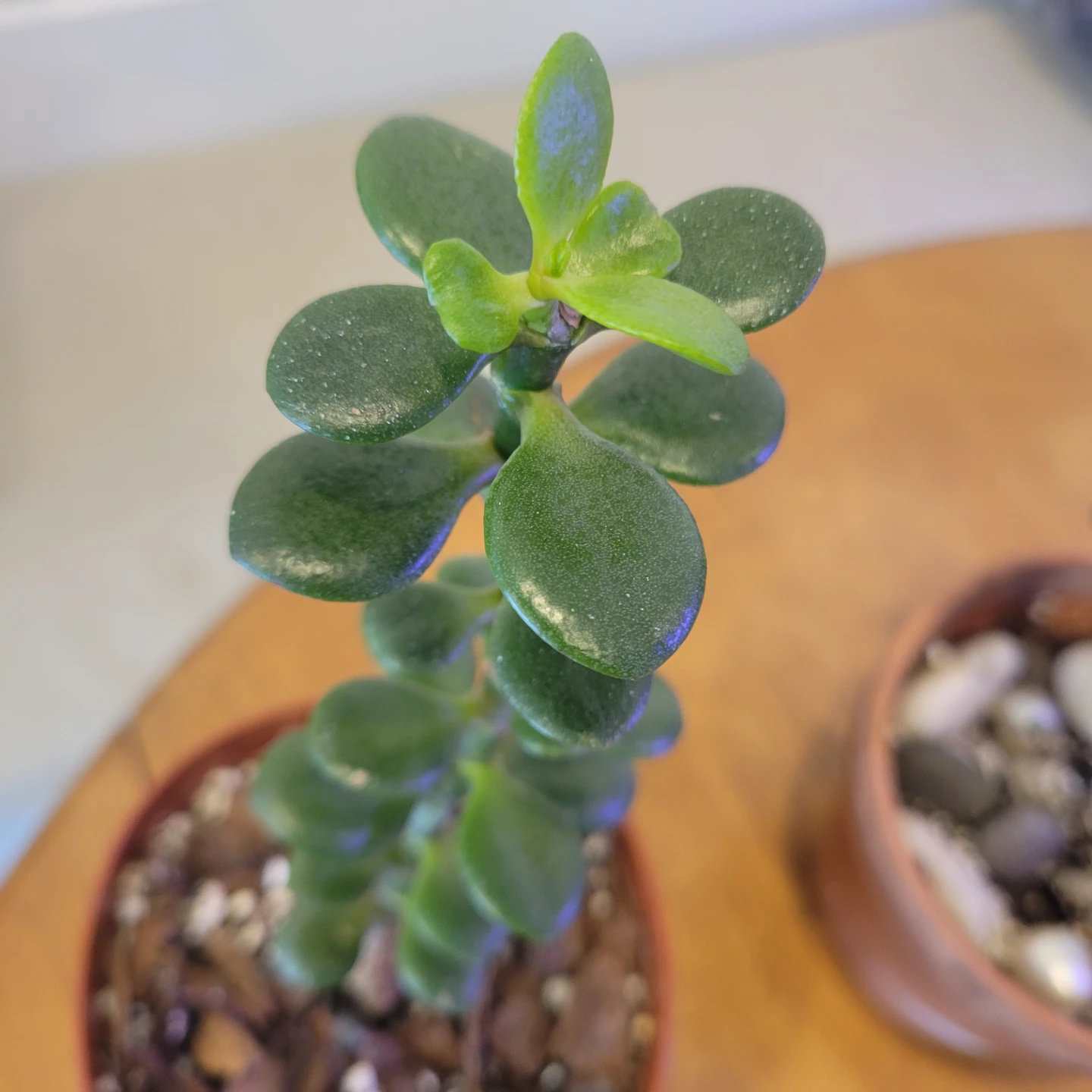FREE Jade plants - photo 2