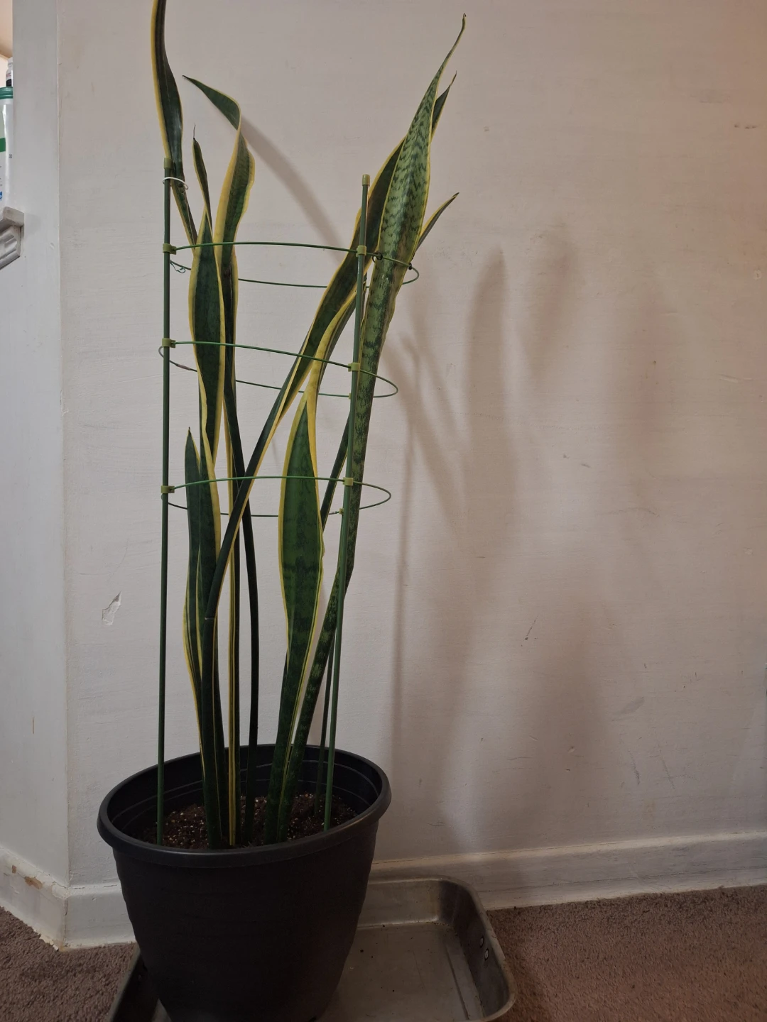 50 " tall, Sansevieria Snake Plant in Pot - photo 2