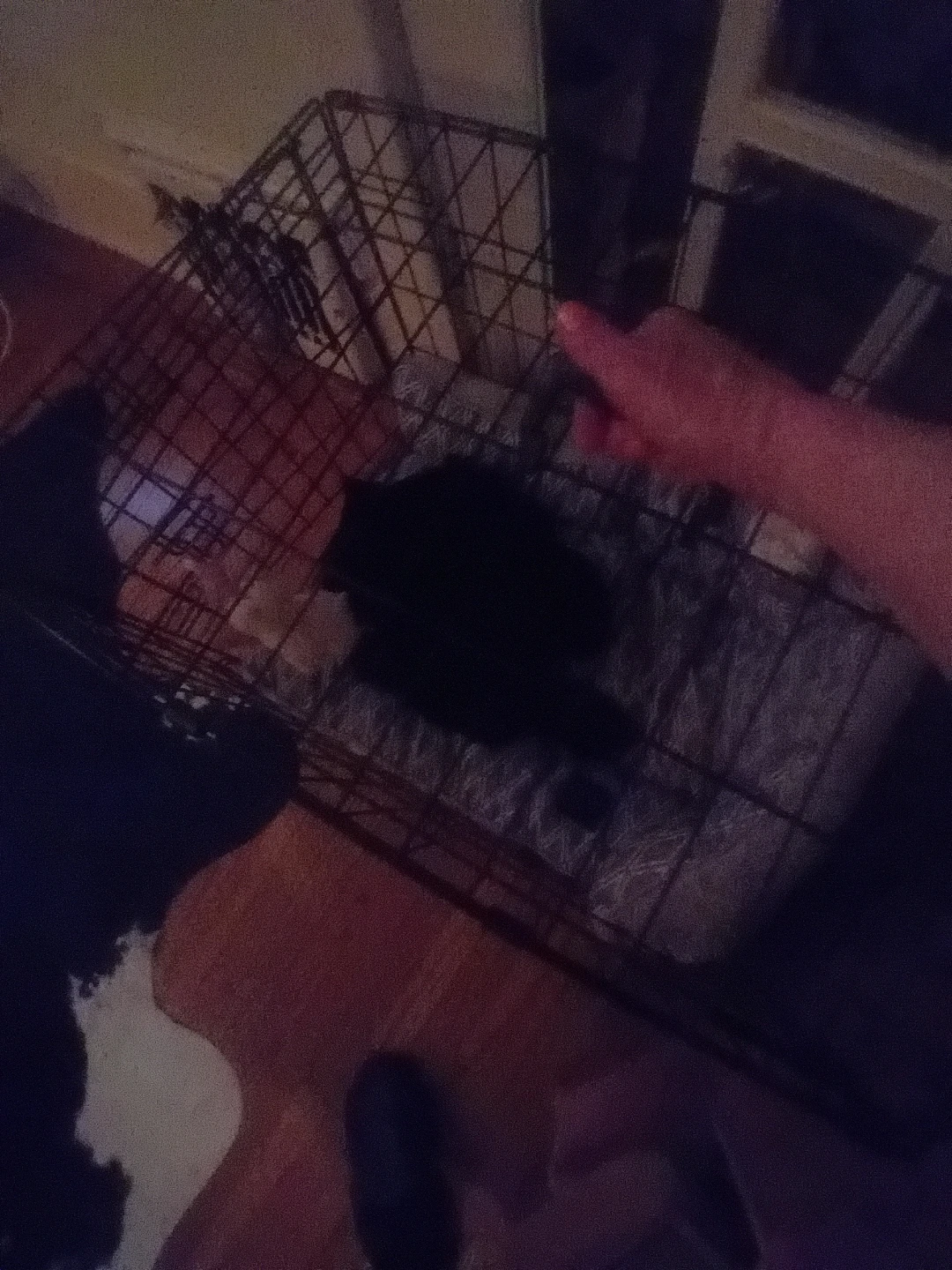 Dog Crate... colapsable - photo 2