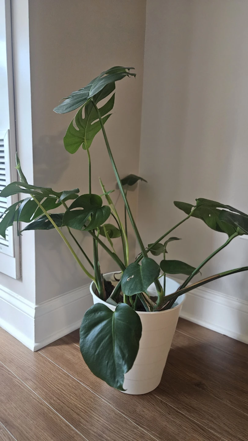 Monstera Deliciosa Plant