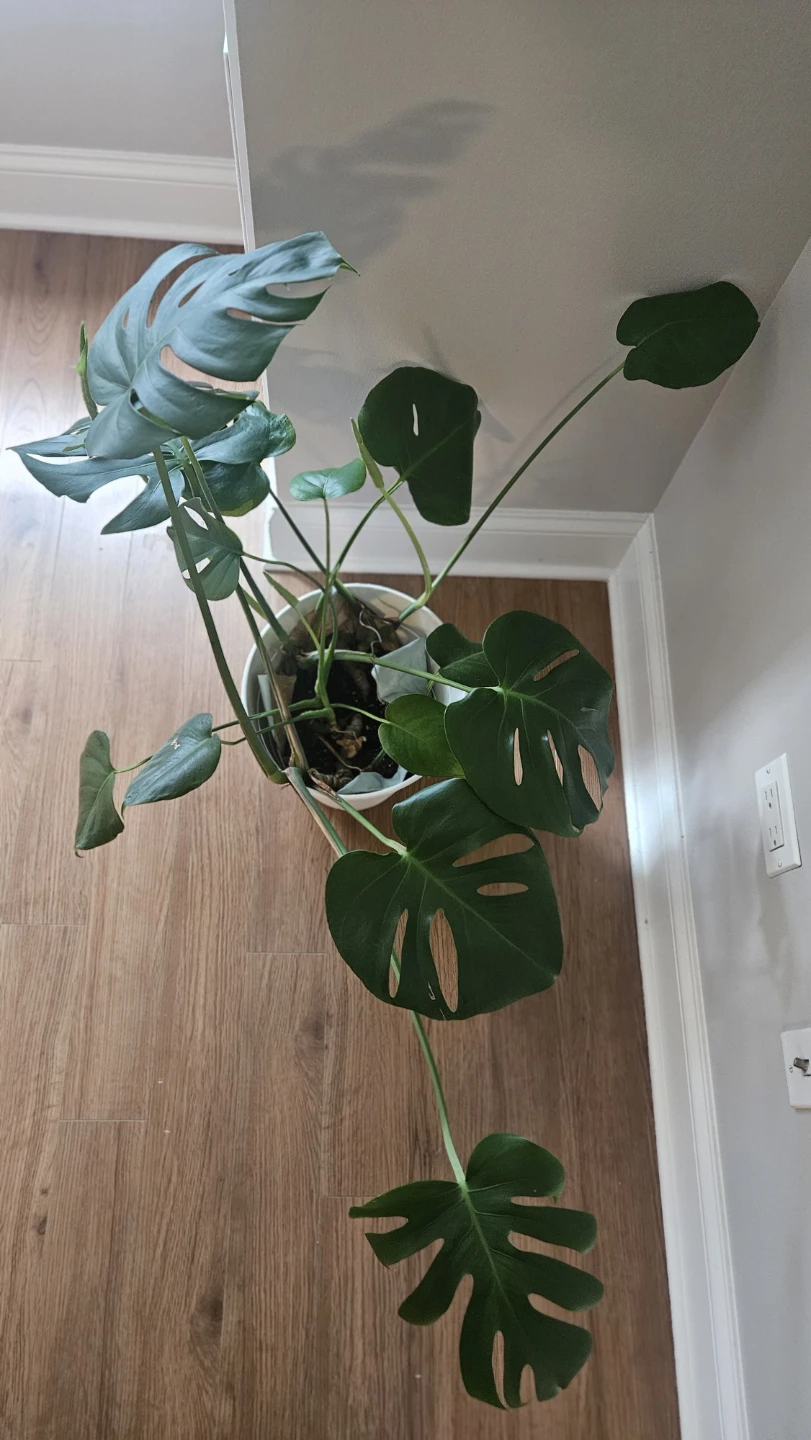 Monstera Deliciosa Plant - photo 2