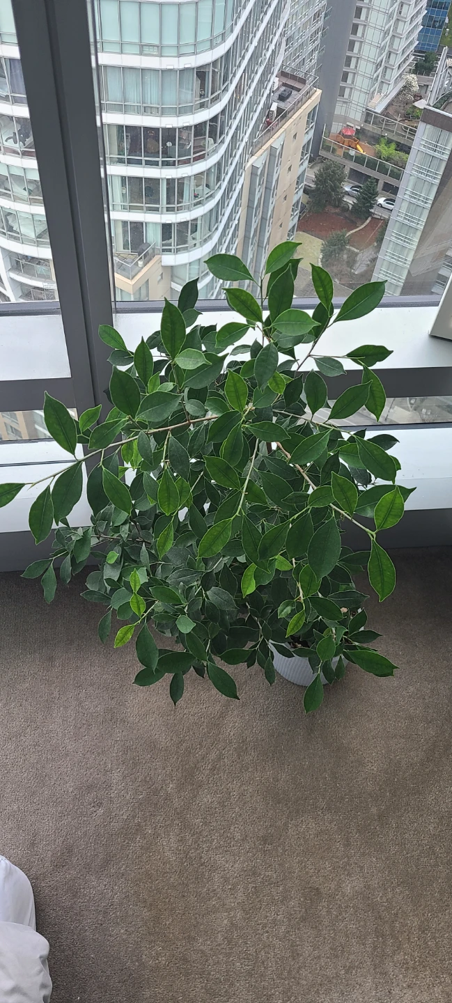 Bonsai Tree in Decorative Pot - photo 2