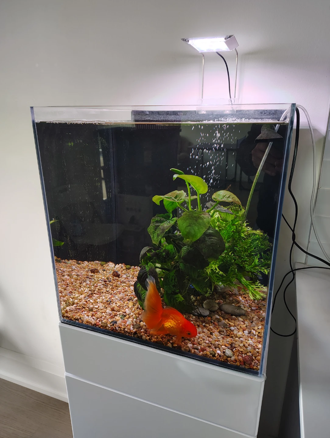20-Gallon Rimless Aquarium & Stand + Extras! + Bonus Aquarium! - photo 2