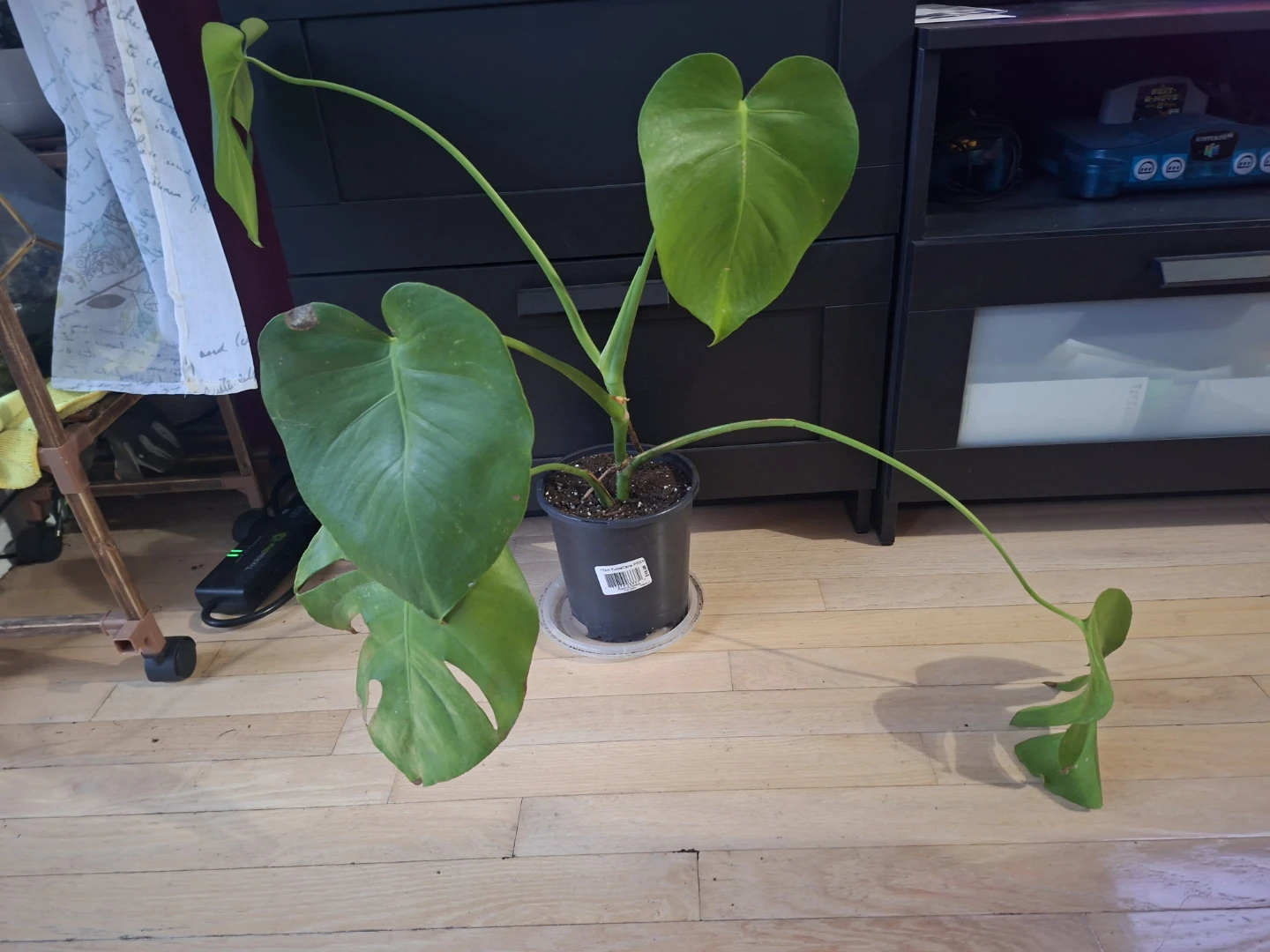 Monstera Plant
