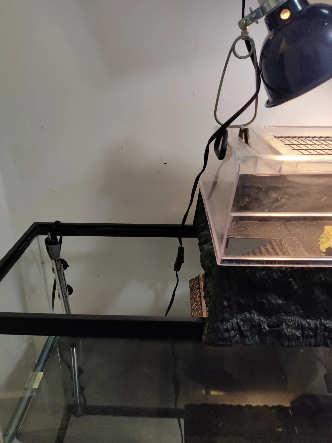 20 gallon long tank  turtle set - photo 4