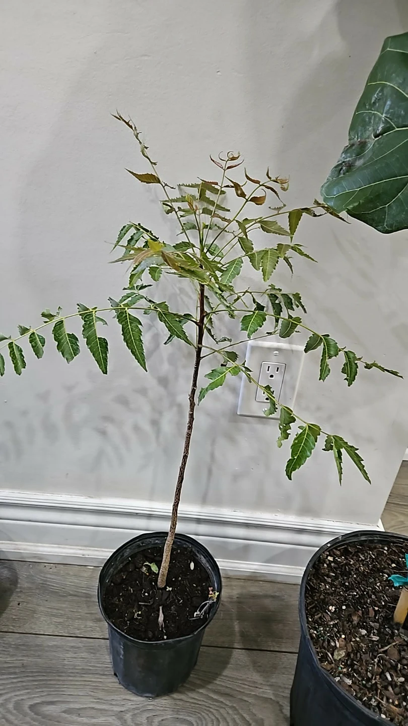 Neem Tree in 1gallon pot