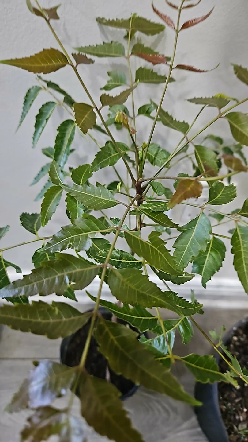 Neem Tree in 1gallon pot - photo 2