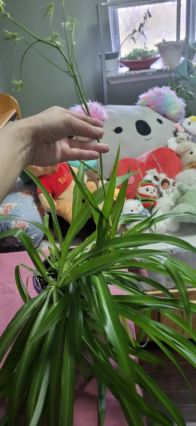 Spider plant - photo 2