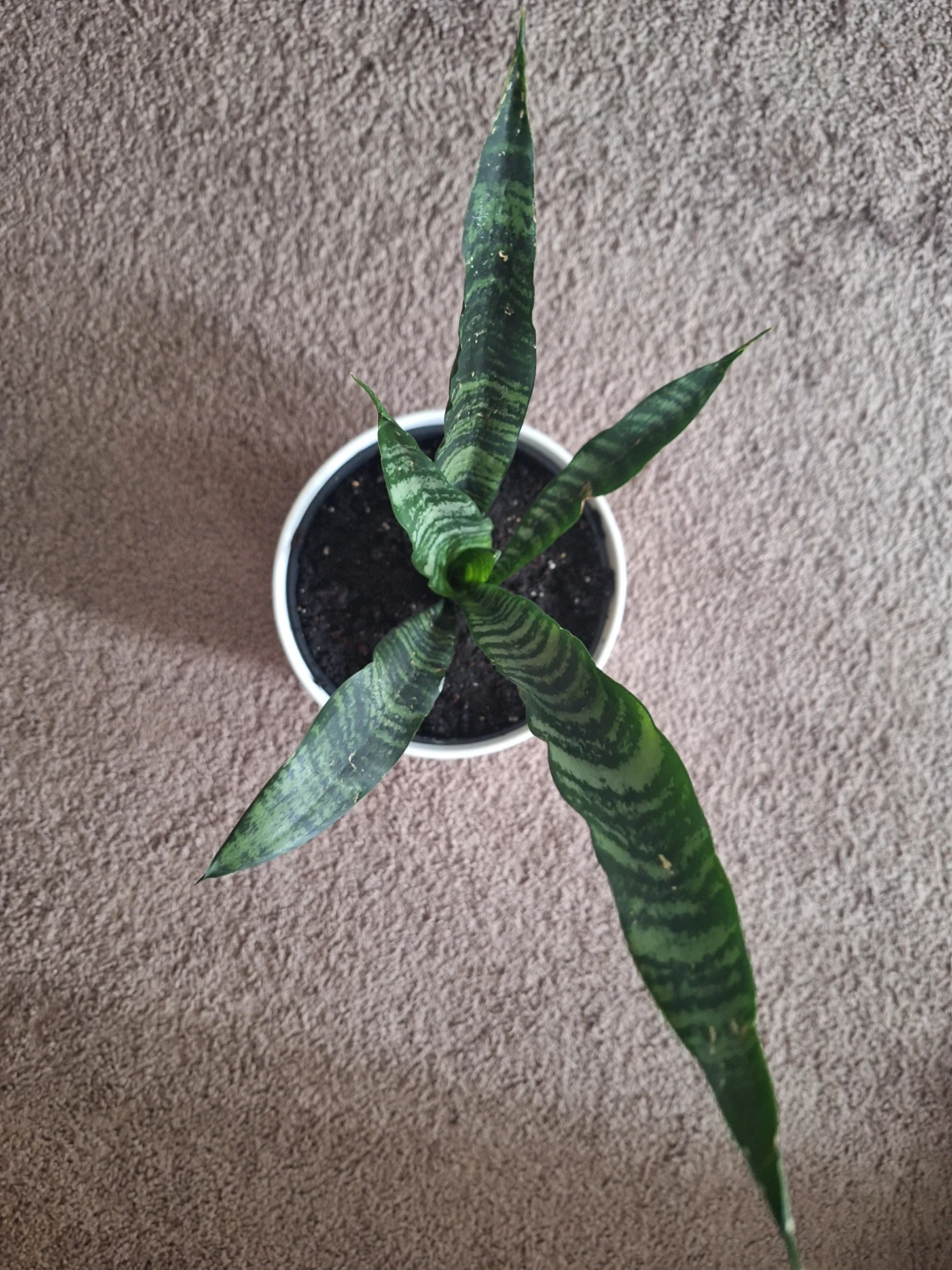 Snake Plant in White Polka Dot Pot - photo 2