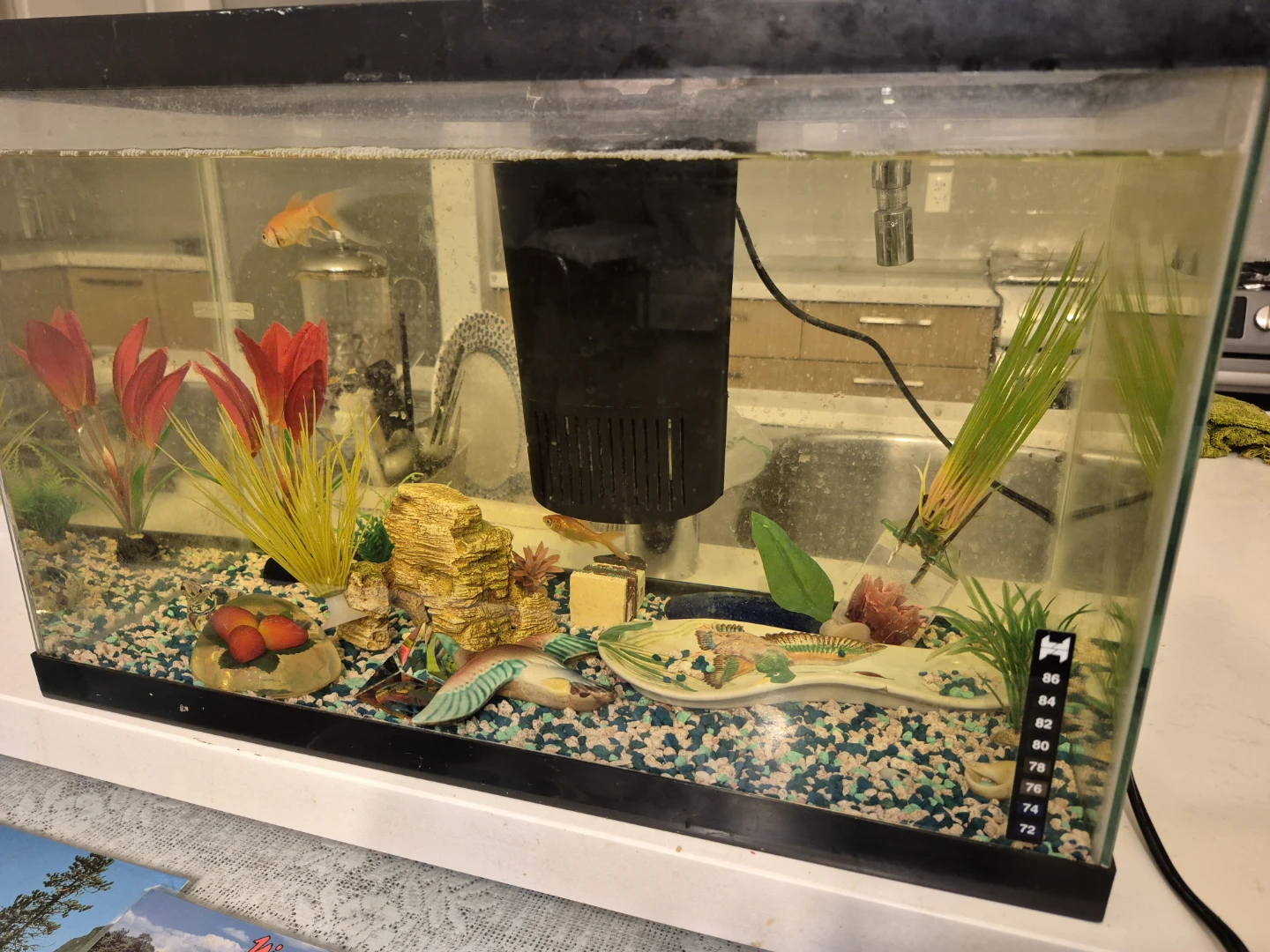 Aquarium Fish Tank with Filter and Decorations