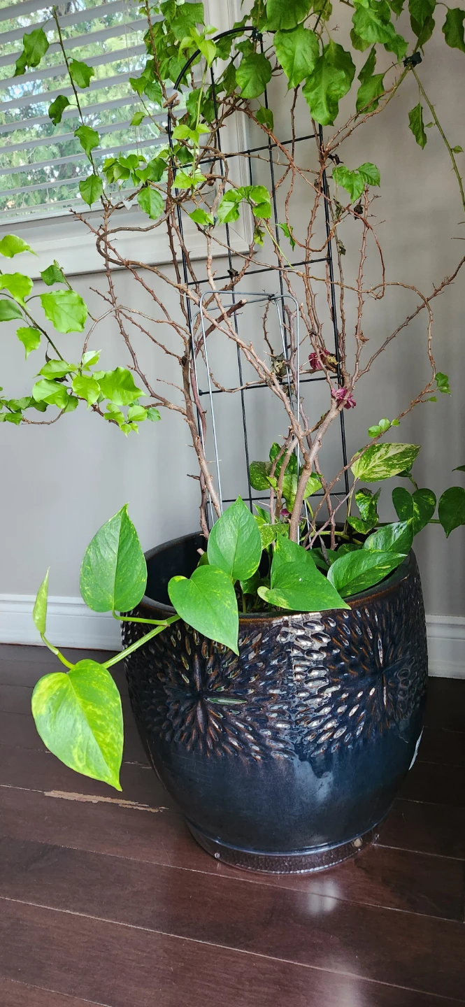 Large decorative planter pot with climbing vine
