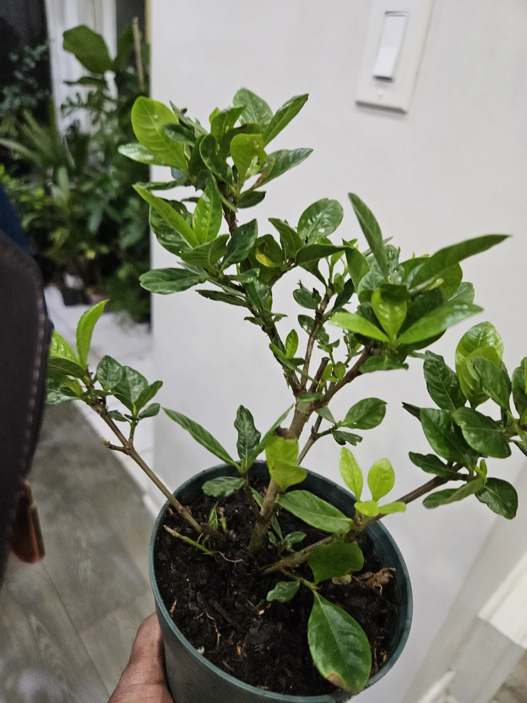 Gardenia Plant in 4" Pot🌱