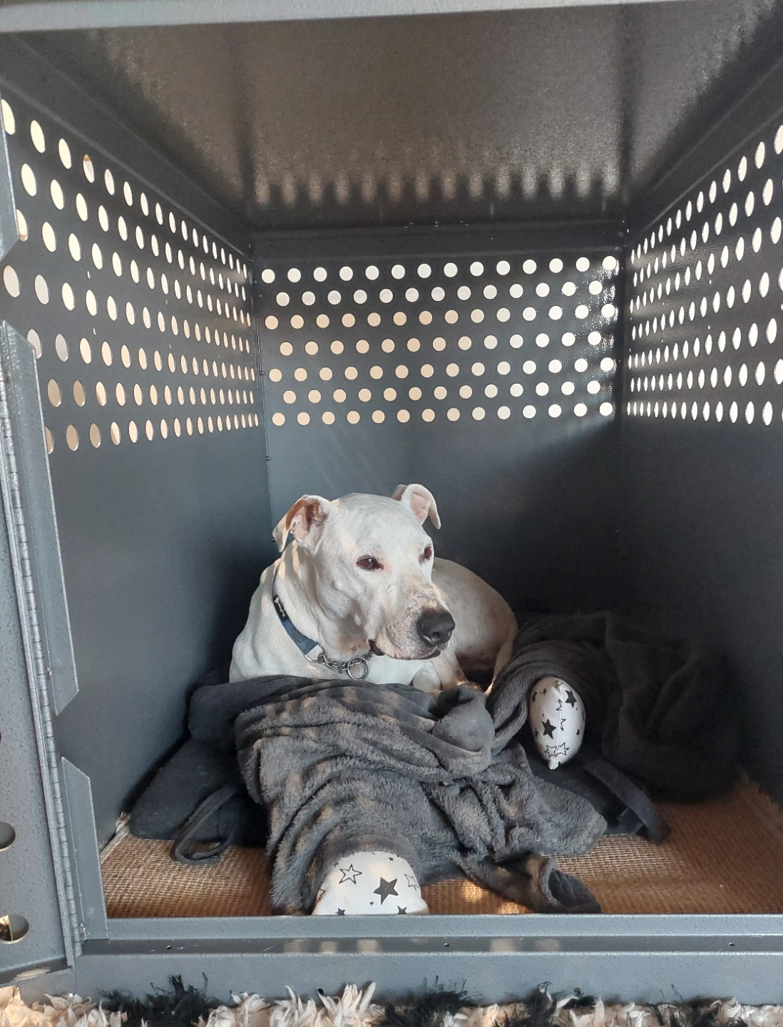 Heavy Duty Dog Crate