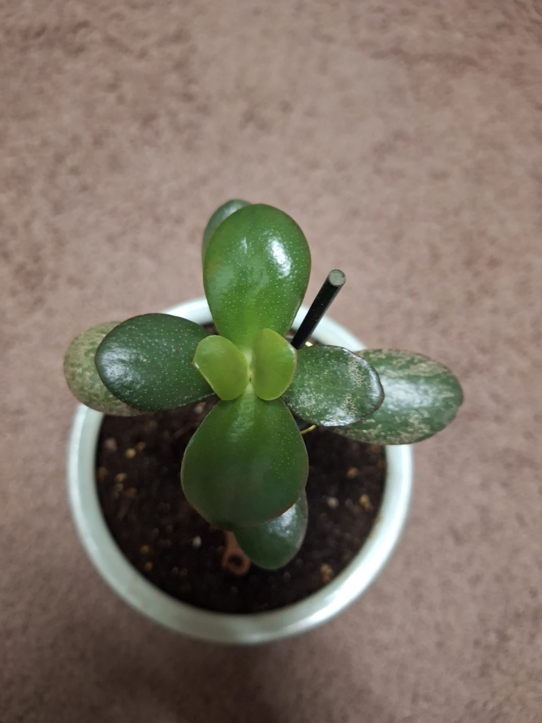 Jade Plant in ceramic Pot