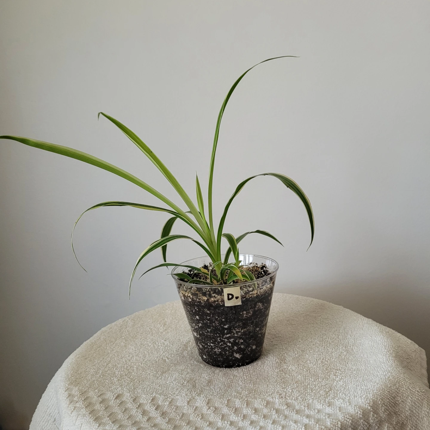Small Spider Plants - photo 5