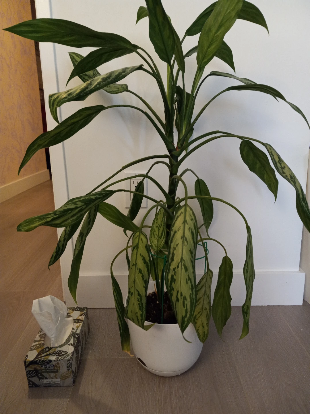 3 foot tall - Chinese evergreen Plant in White Pot - photo 4