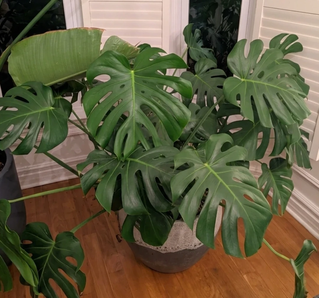 Monstera Plant in Decorative Pot - photo 2