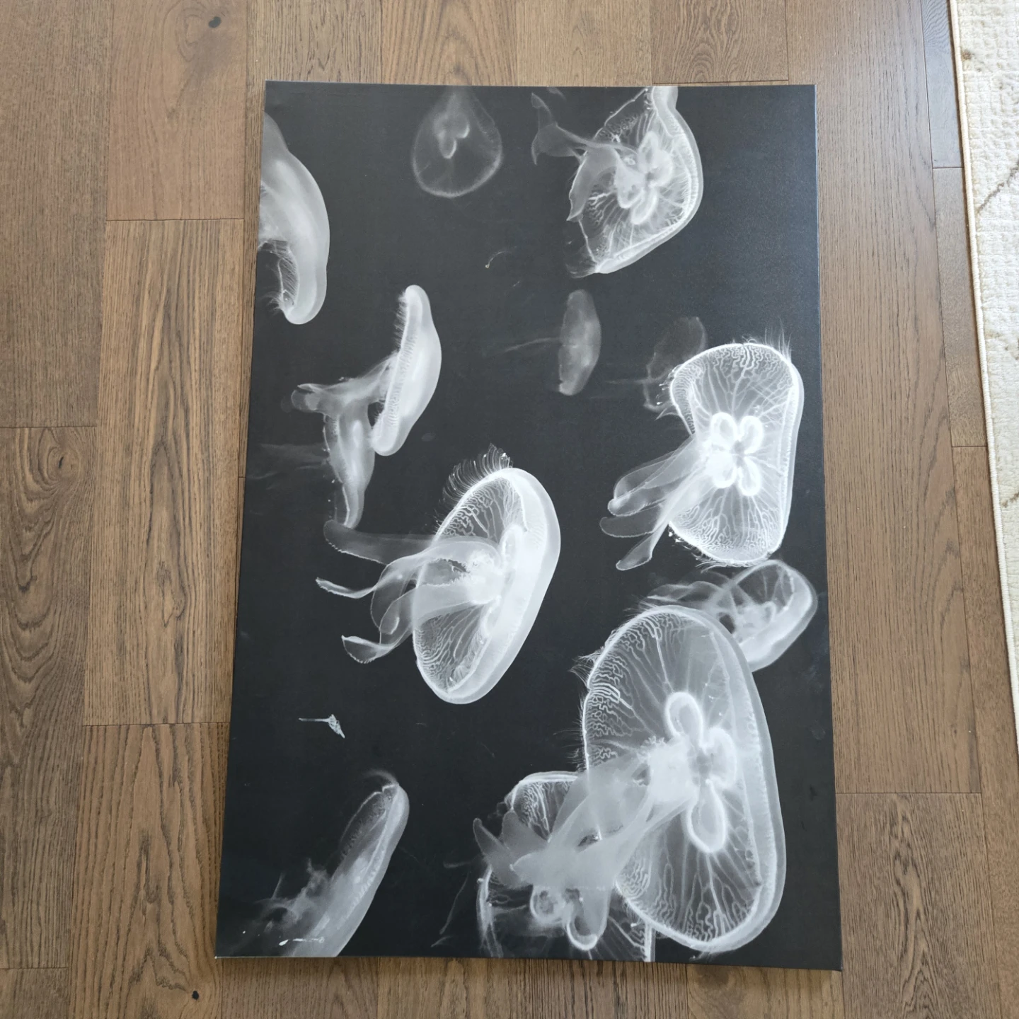 Jellyfish Canvas Wall Art