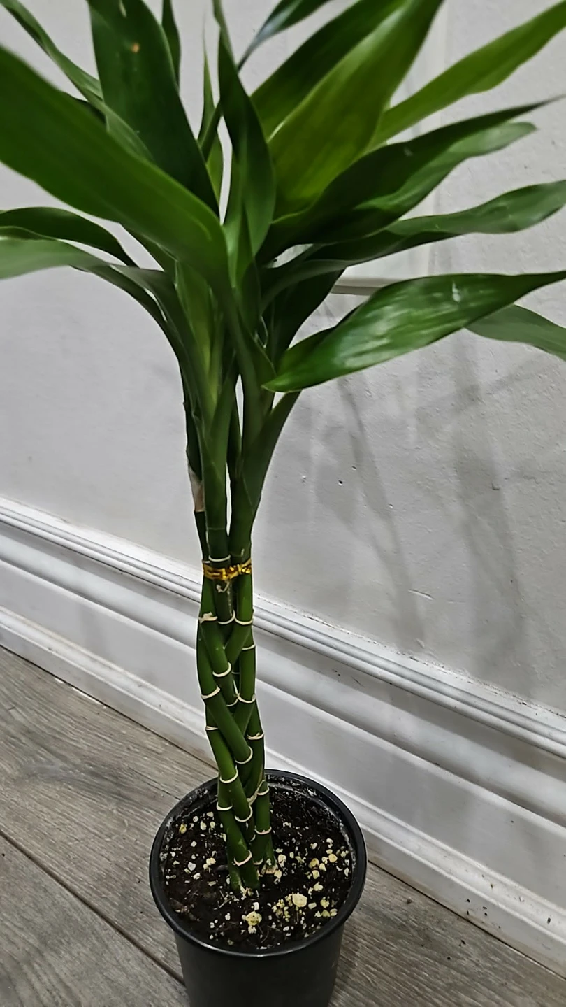 Braided Lucky Bamboo Plant