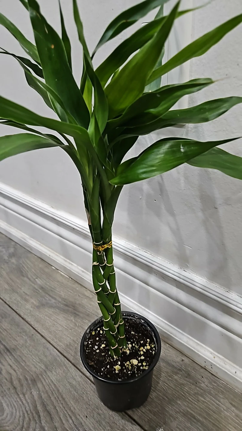 Braided Lucky Bamboo Plant - photo 2
