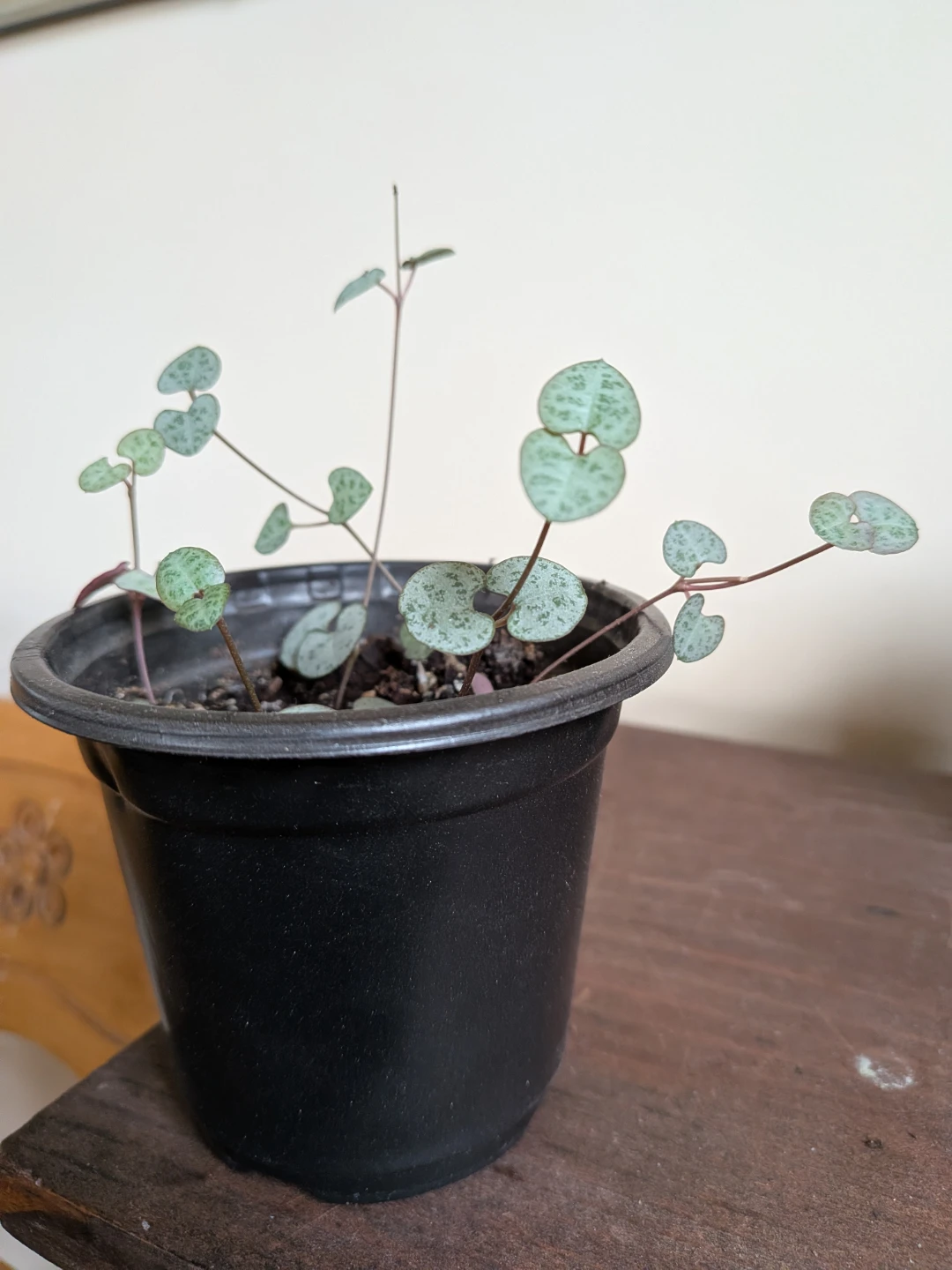 String of Hearts