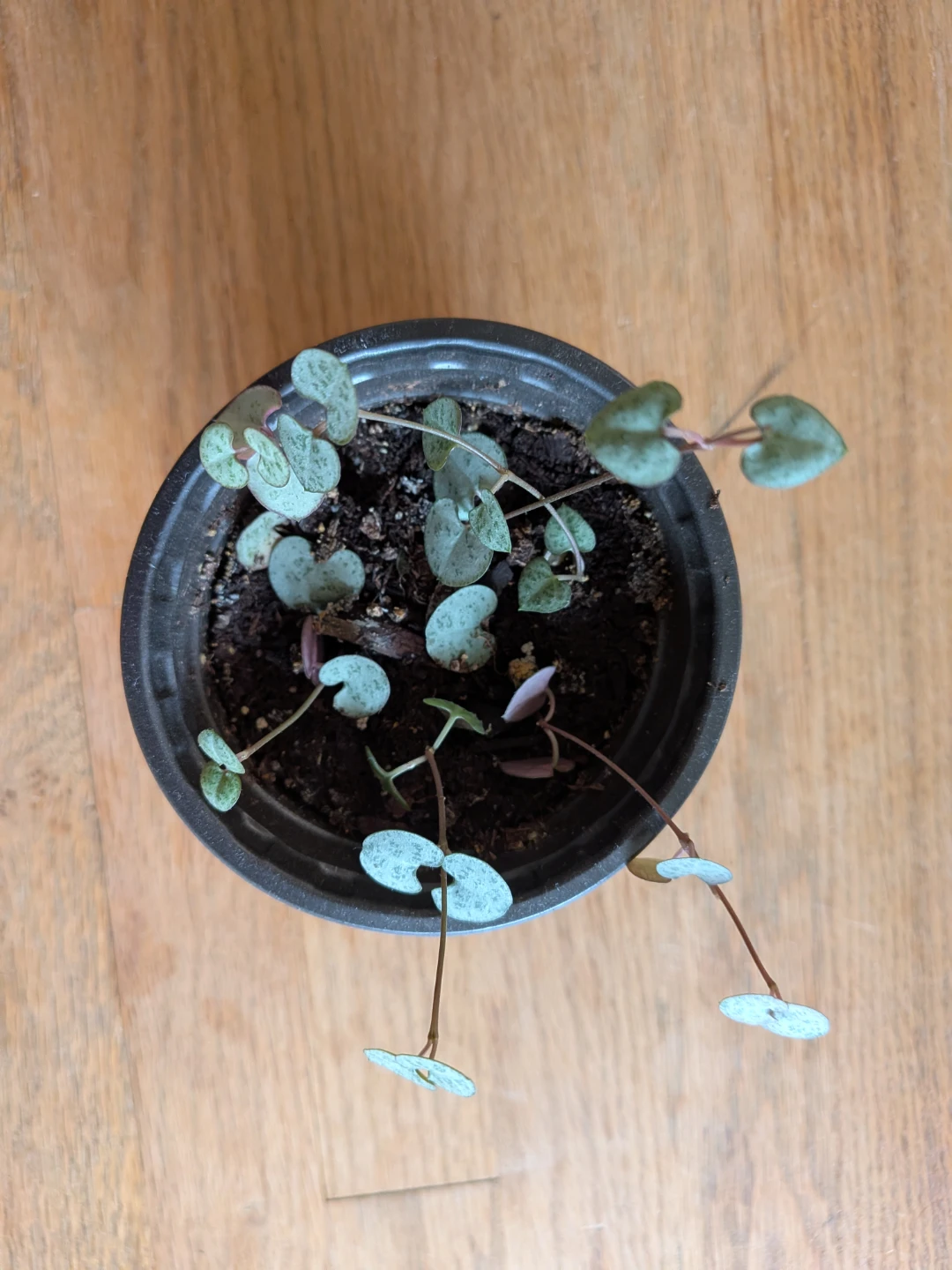 String of Hearts - photo 2