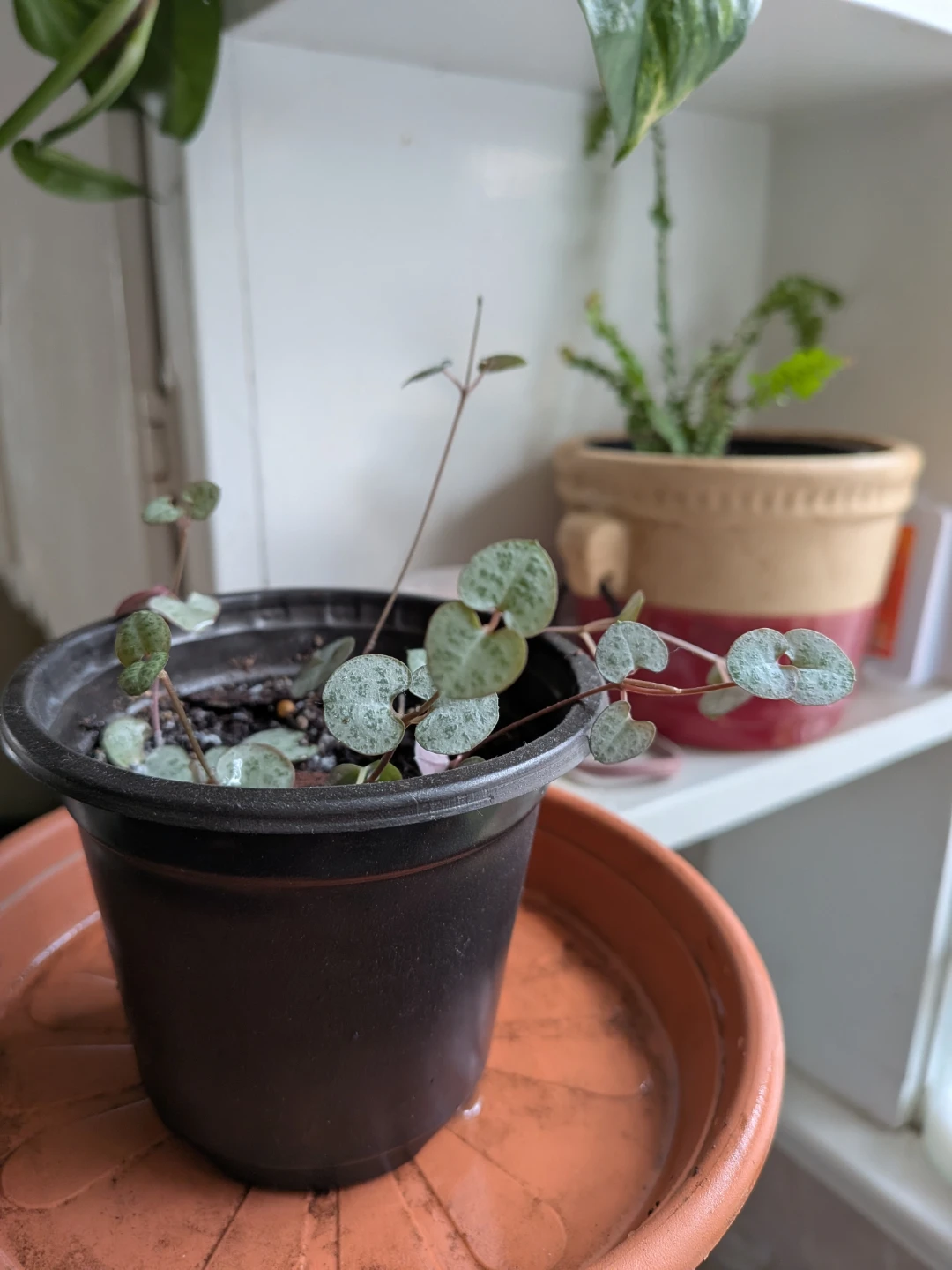 String of Hearts - photo 3