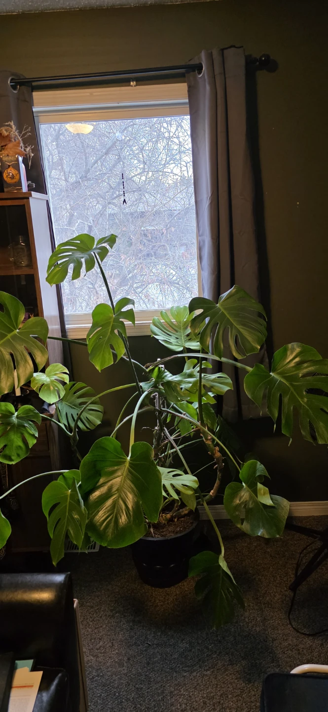 Monstera Deliciosa Houseplant