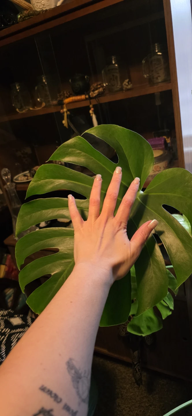 Monstera Deliciosa Houseplant - photo 2