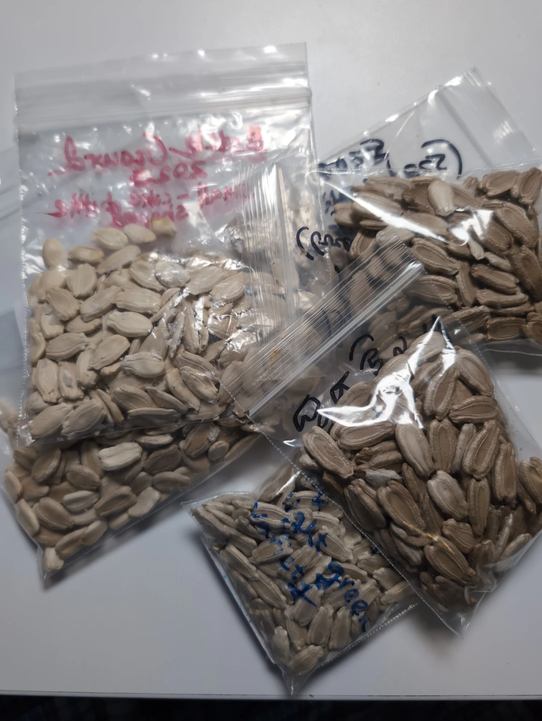 Bottle gourd (Loki/Lau/Suraikkai/Anapakaya/Dudhi) seed variety