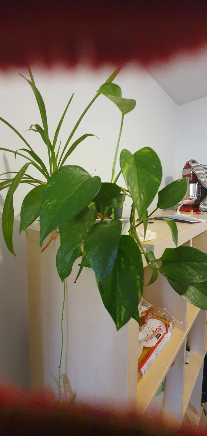 Green Pothos Plant