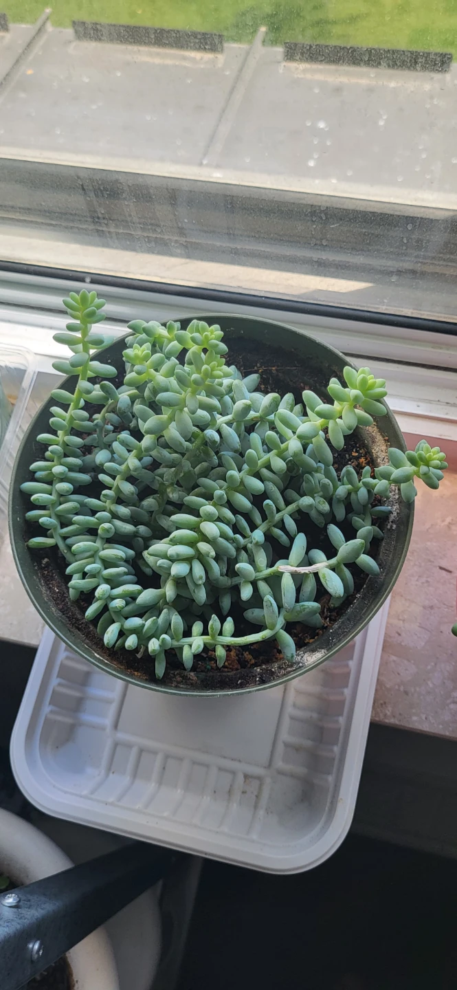 Burro's Tails succulent
