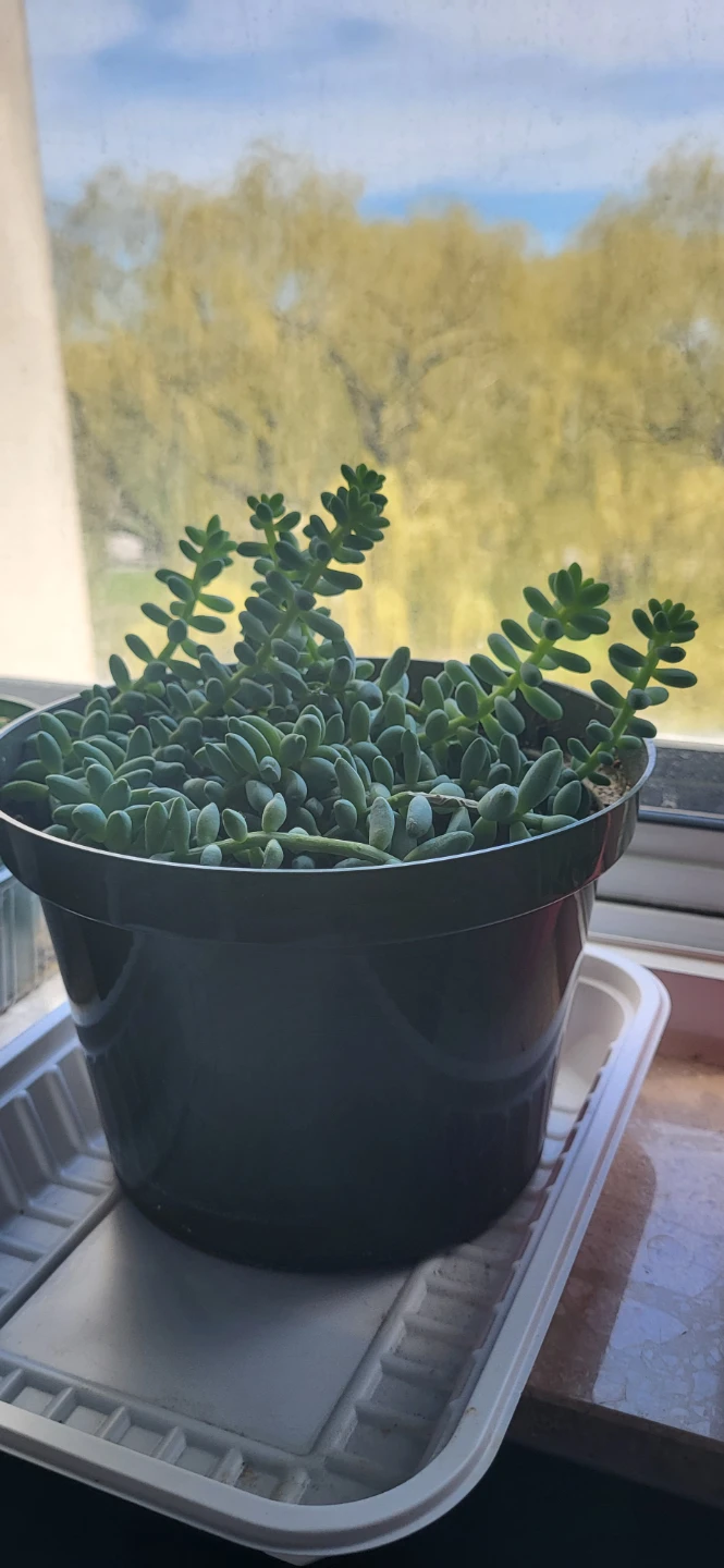 Burro's Tails succulent - photo 4