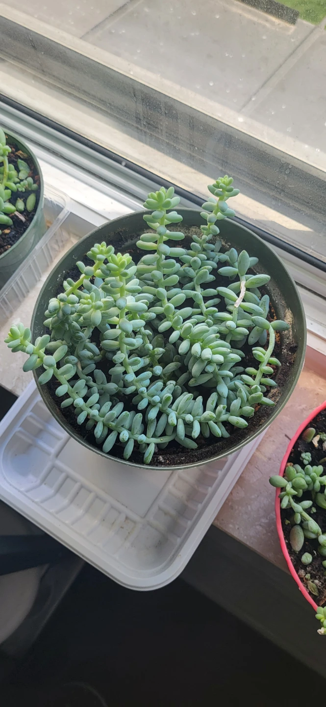 Burro's Tails succulent - photo 5