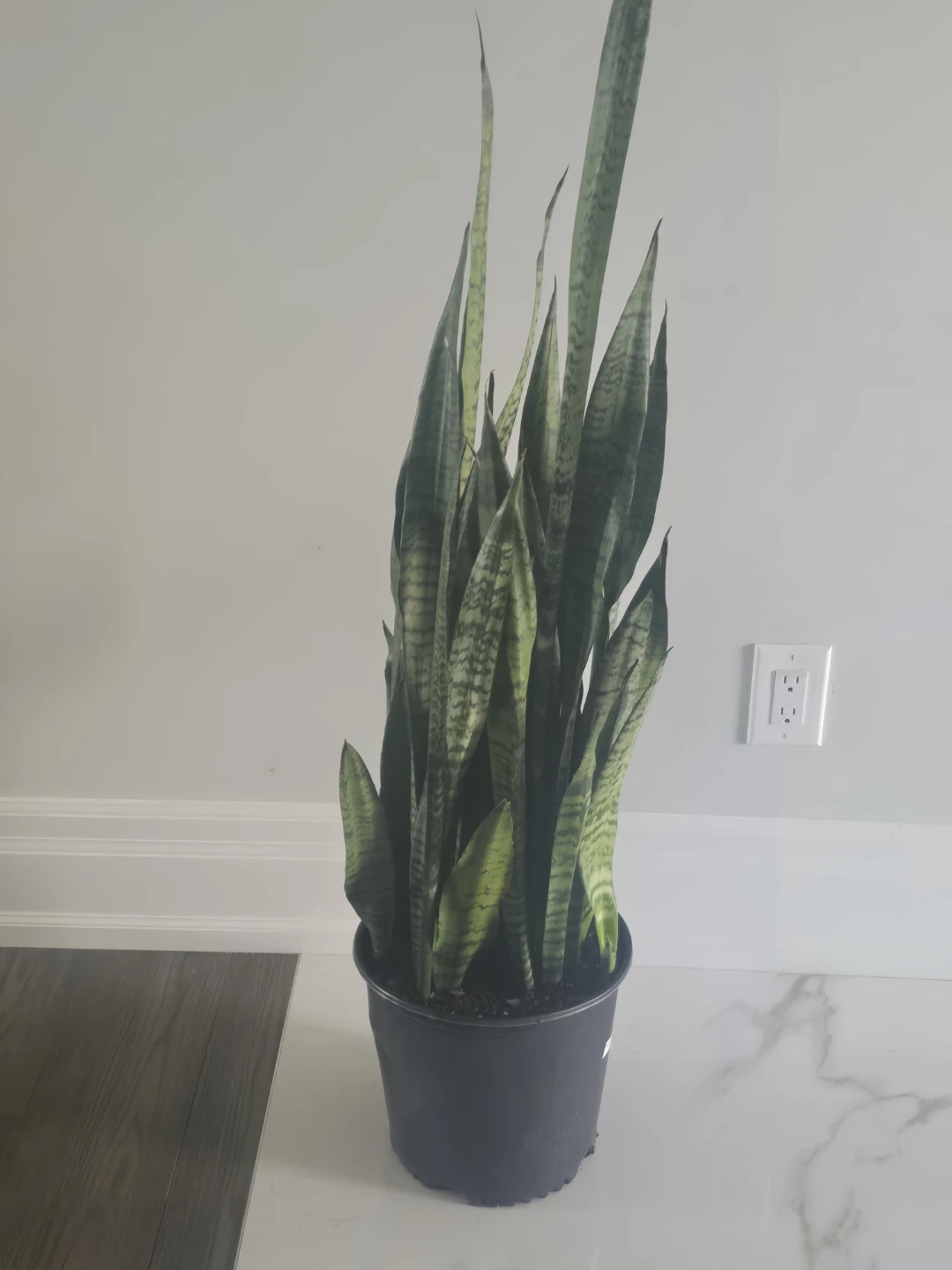 Snake Plant - Sansevieria Trifasciata