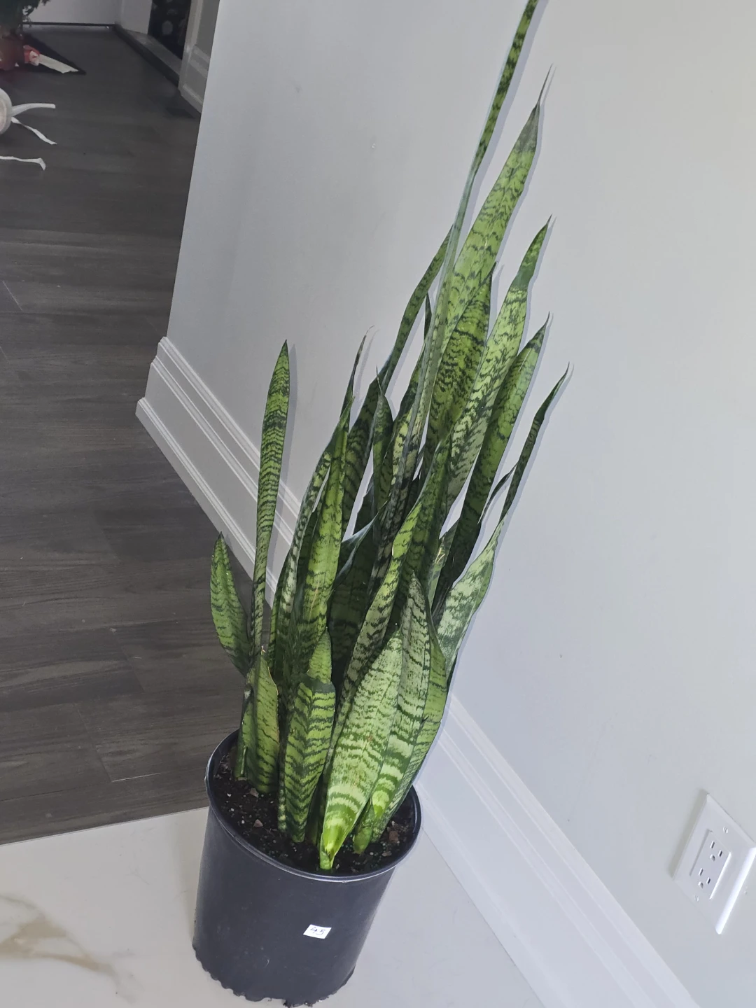 Snake Plant - Sansevieria Trifasciata - photo 2