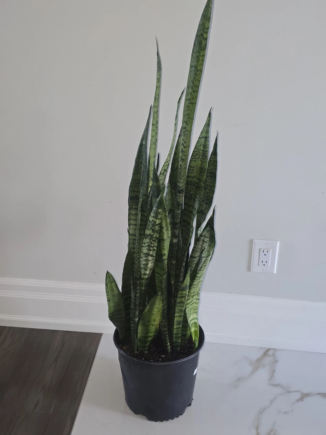 Snake Plant - Sansevieria Trifasciata - photo 3