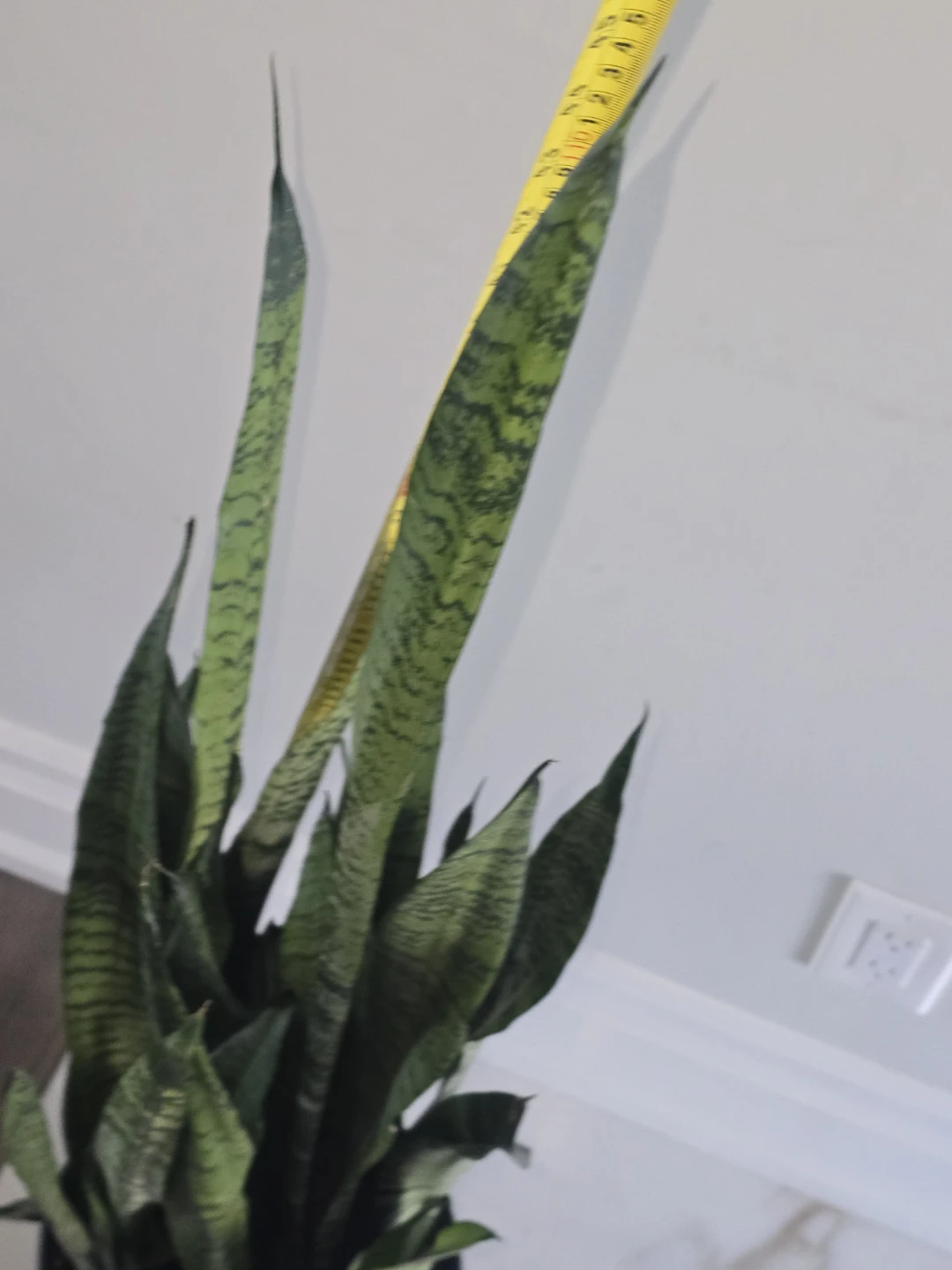 Snake Plant - Sansevieria Trifasciata - photo 4