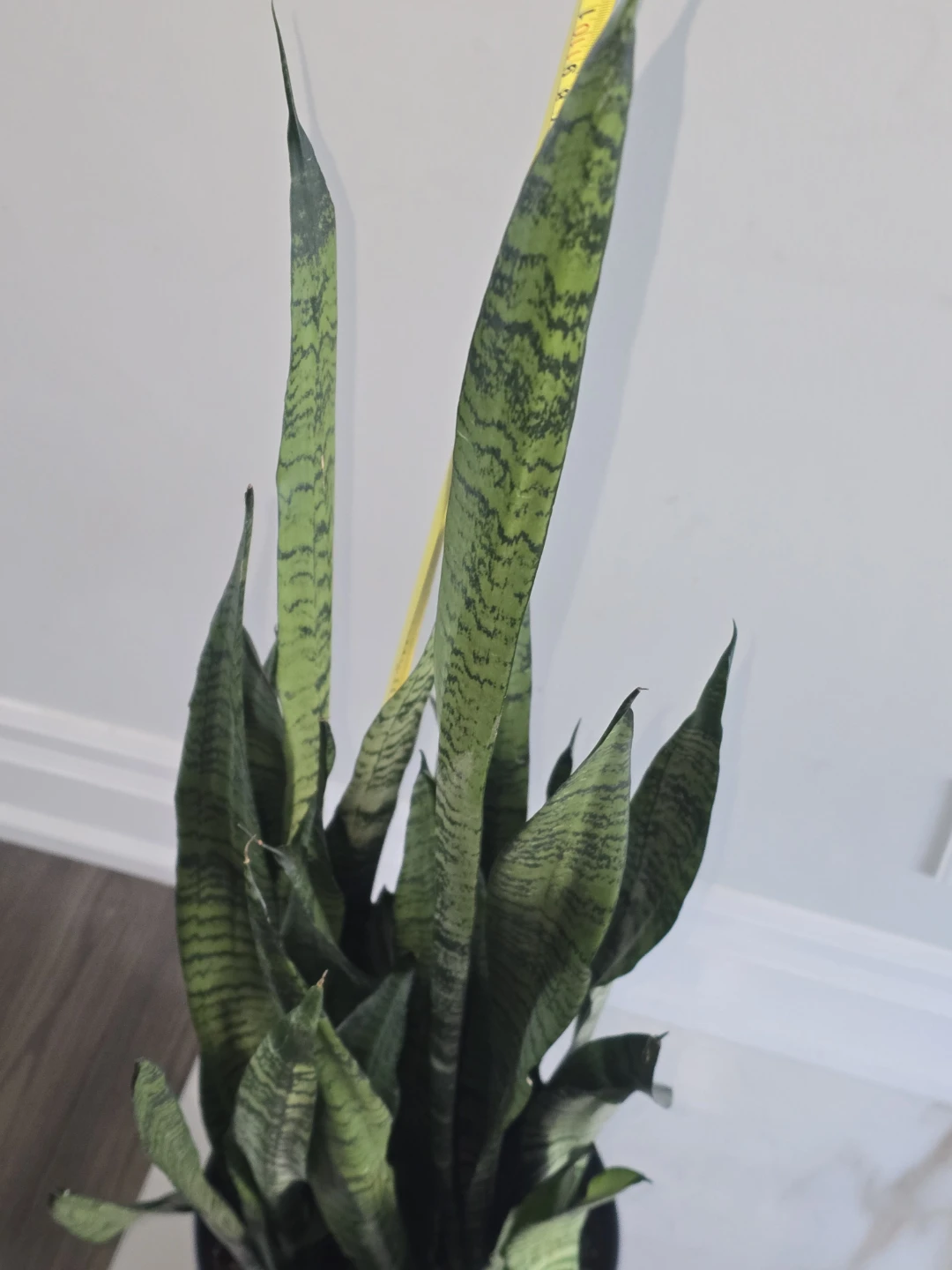 Snake Plant - Sansevieria Trifasciata - photo 5