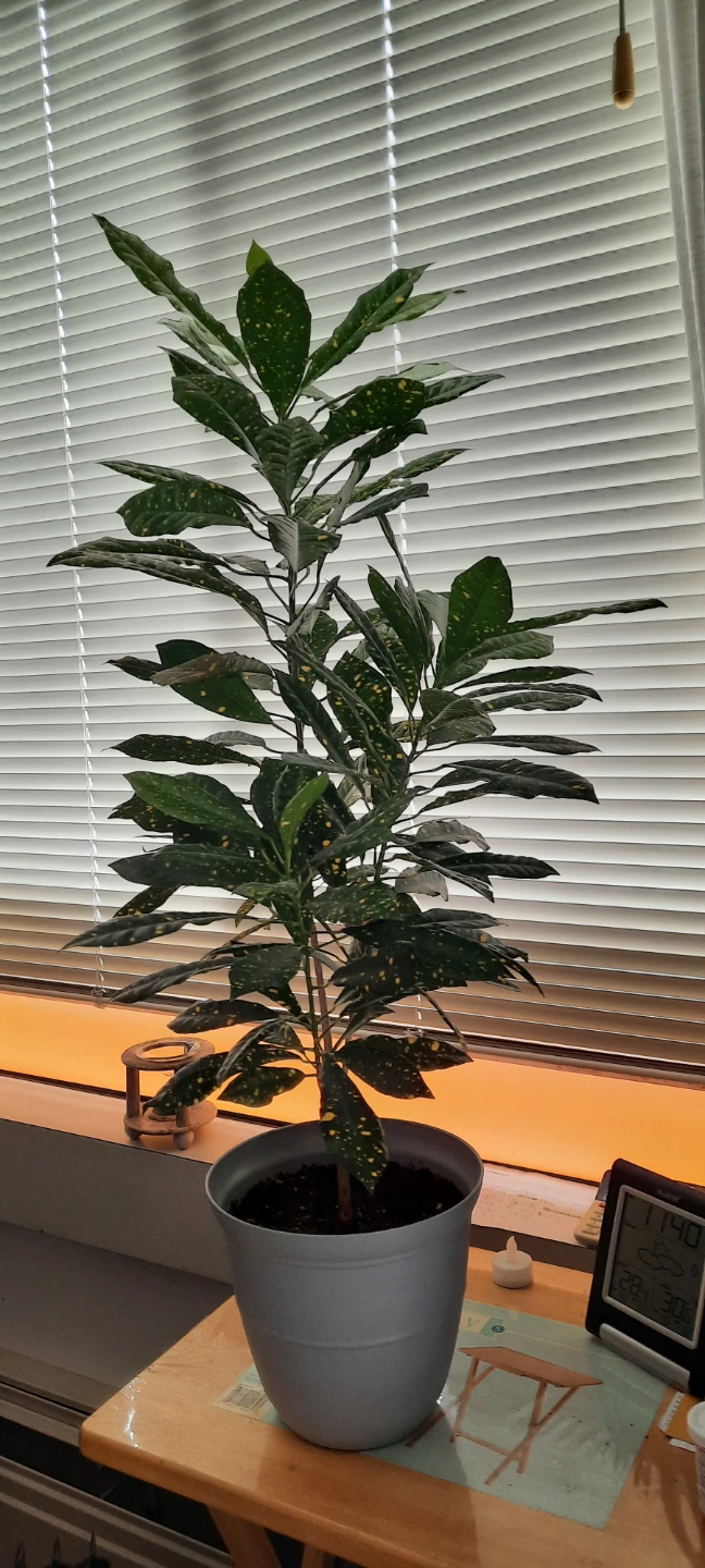2 Spotted Aucuba Plants