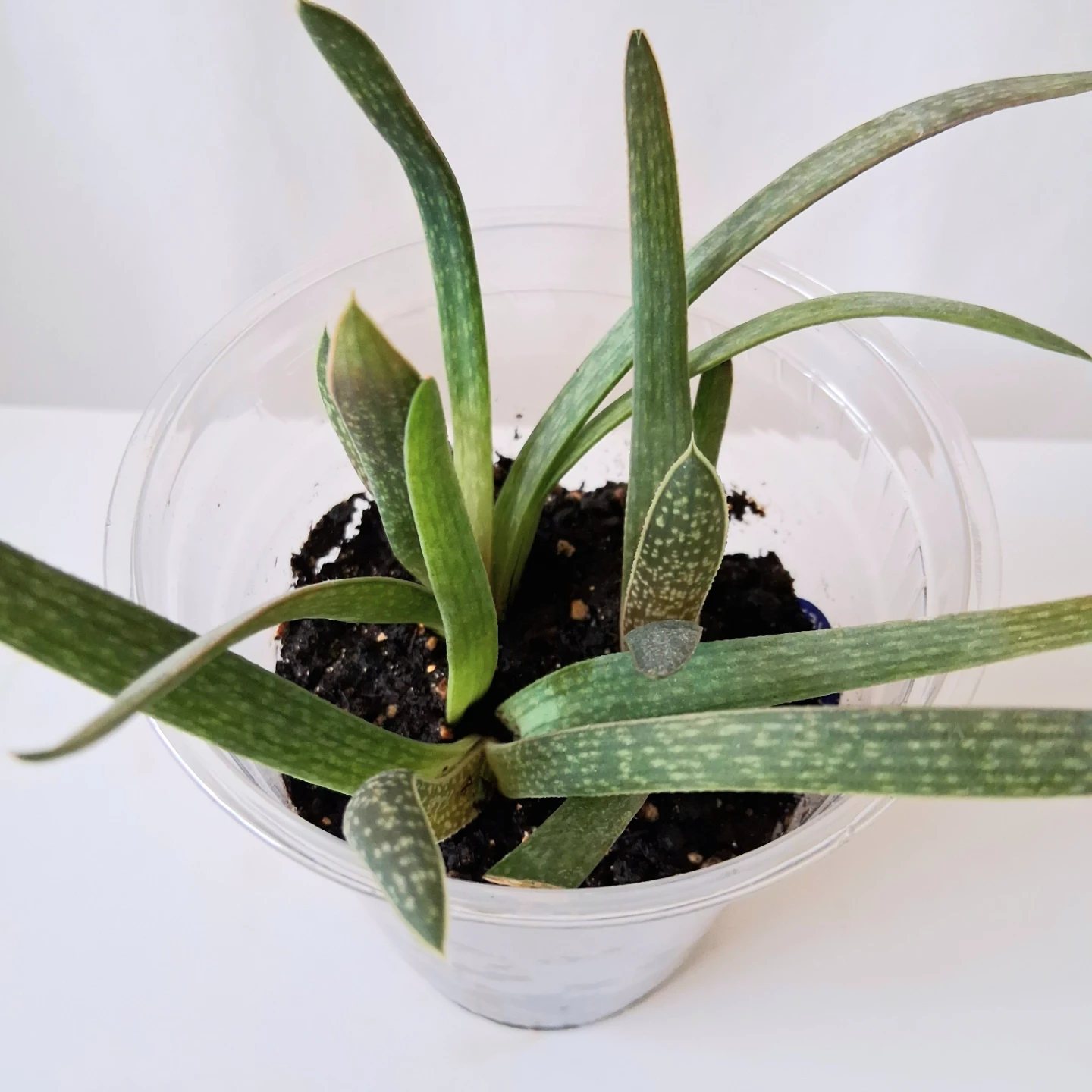 🌱 Aloe 🌻 - photo 2