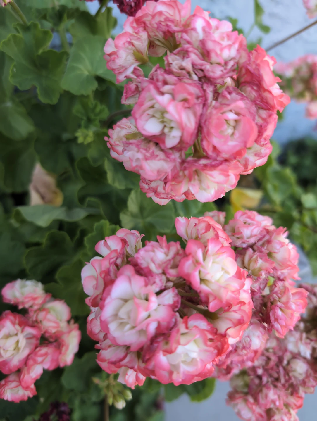 Geranium Plant - rosebud - photo 4