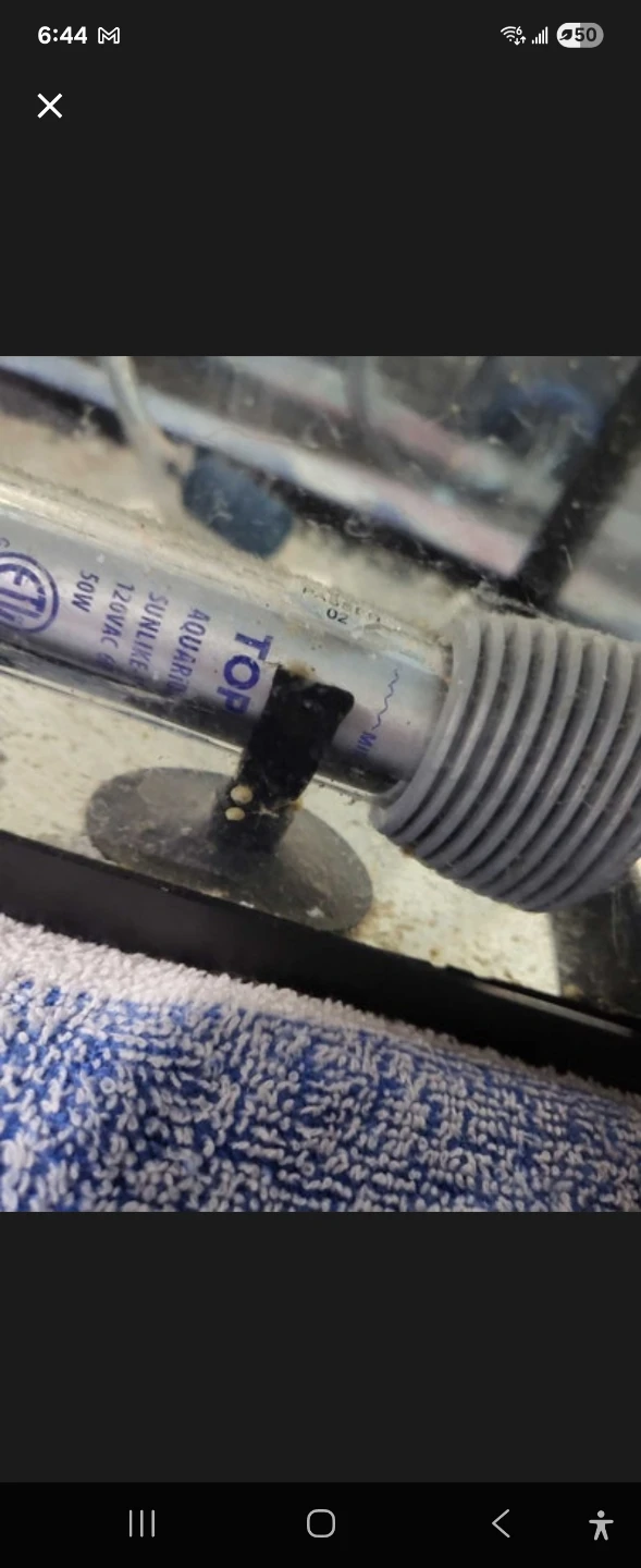 Over 200 baby golden mystery snails - photo 3