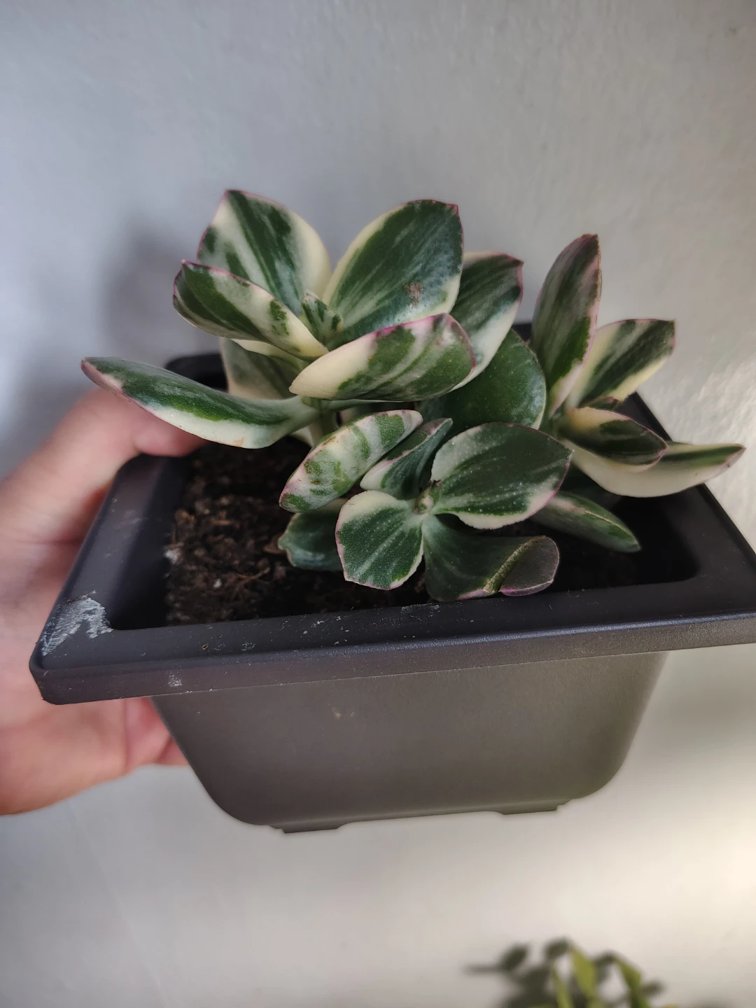 Variegated Jade Plant
