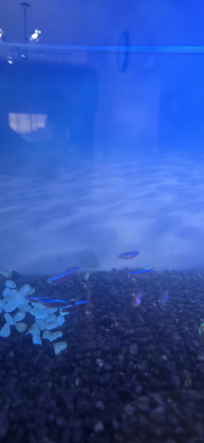 Free Cardinal tetras