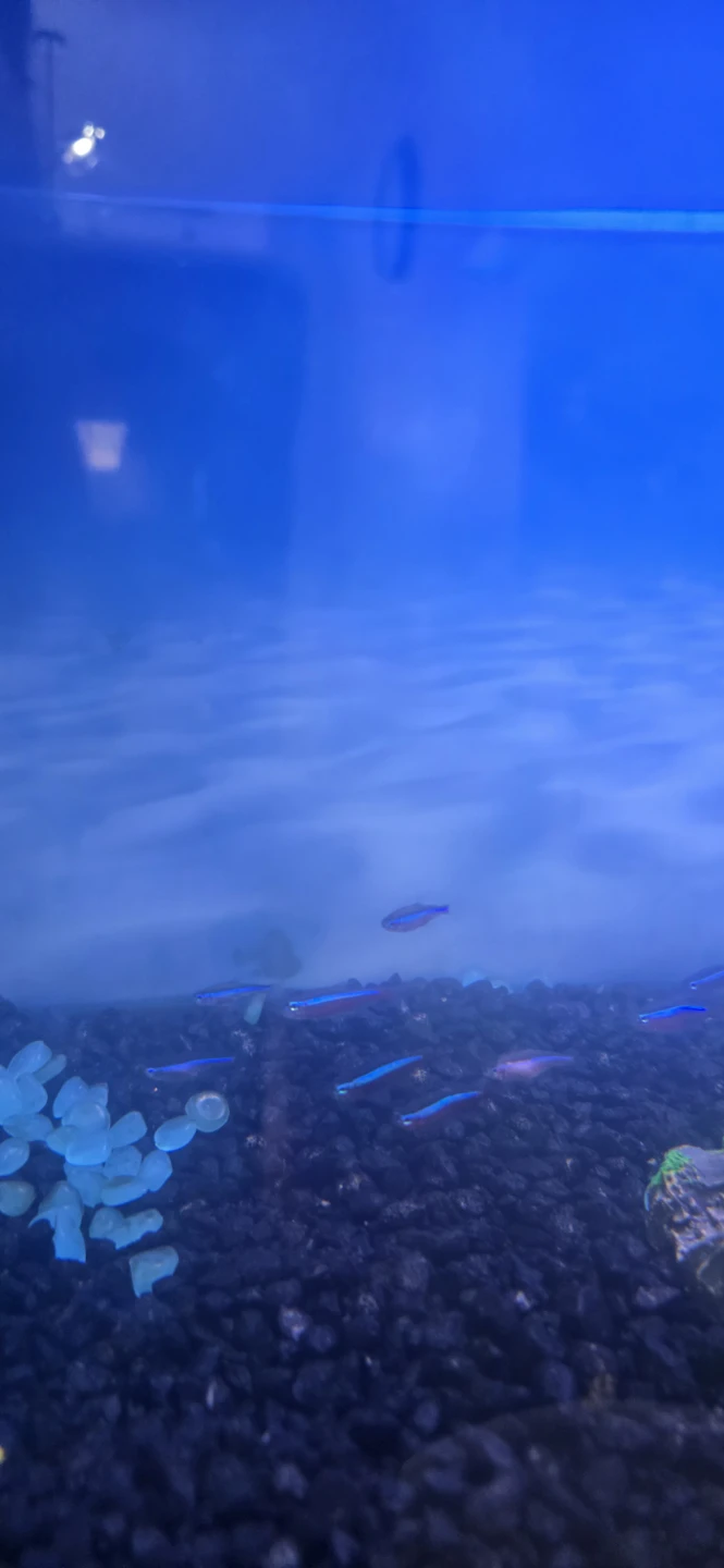Free Cardinal tetras - photo 2